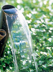 Waterkers wordt biologisch geteeld en vereist zeer zuiver water