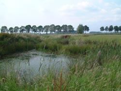 De ecologische verbindingszone 't Zwanenbroekje
