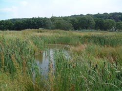 De ecologische verbindingszone 't Zwanenbroekje